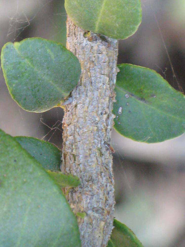              Second - third year twig (Riverside, CA)       